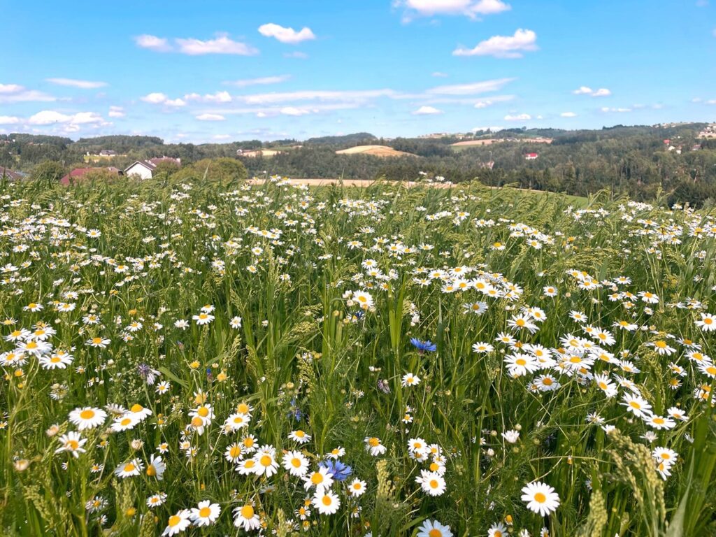 Blühende Wiese mit vielen Blumen