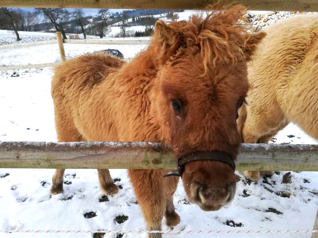 Flauschiges Pony im Schnee