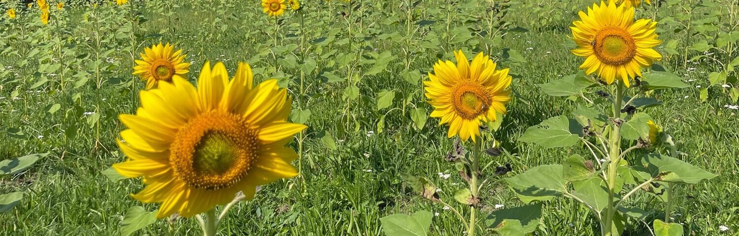 Sonnenblumenfeld unter blauem Himmel