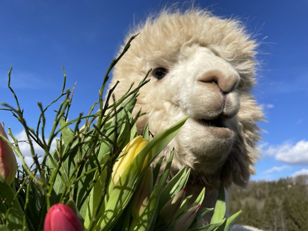 Alpaka mit Blumen im Frühling