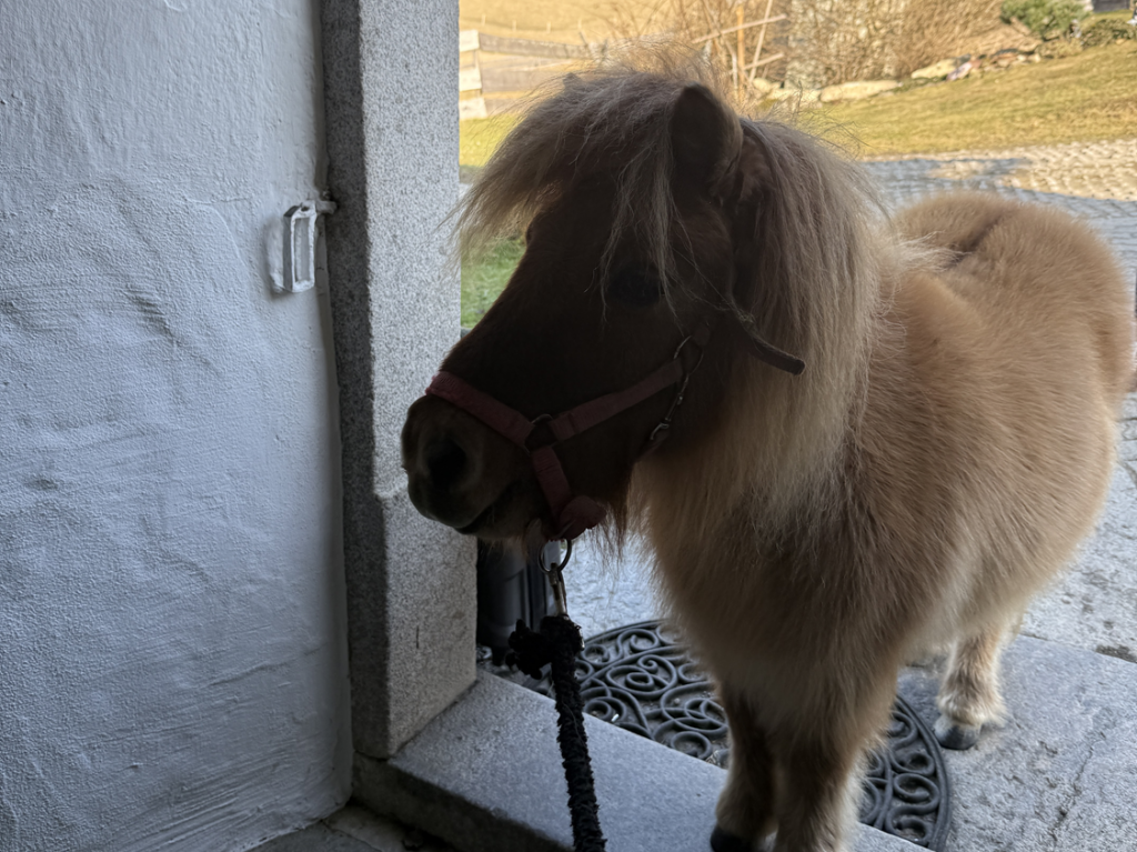 Pony steht am Eingang