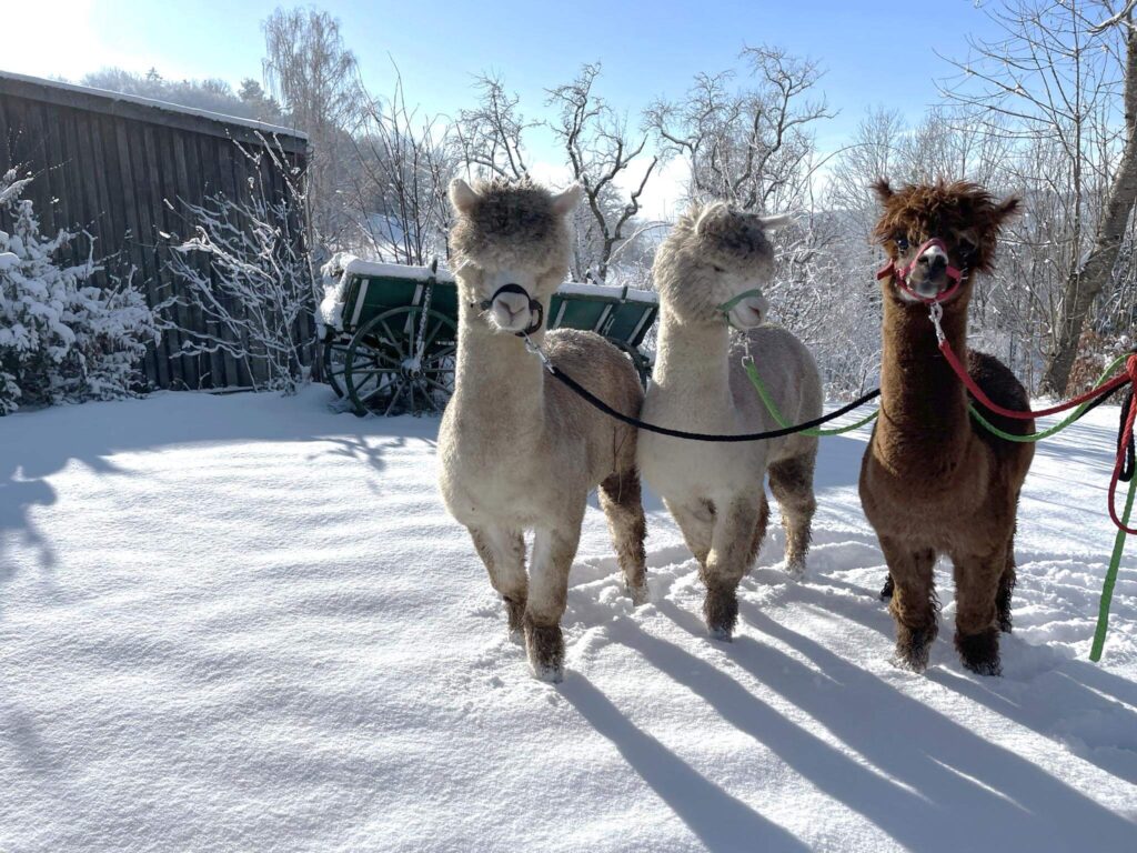 Drei Alpakas im Schnee stehen.