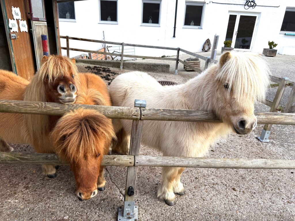 Drei Ponys am Zaun stehen.