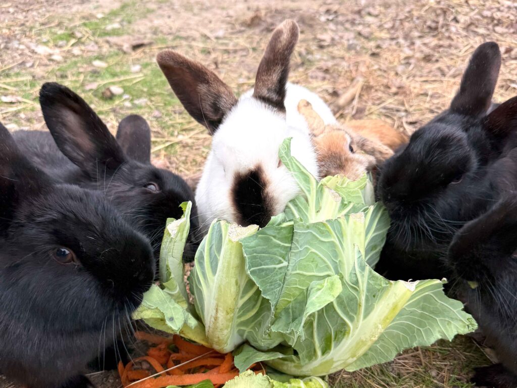 Gruppe von Kaninchen beim Fressen