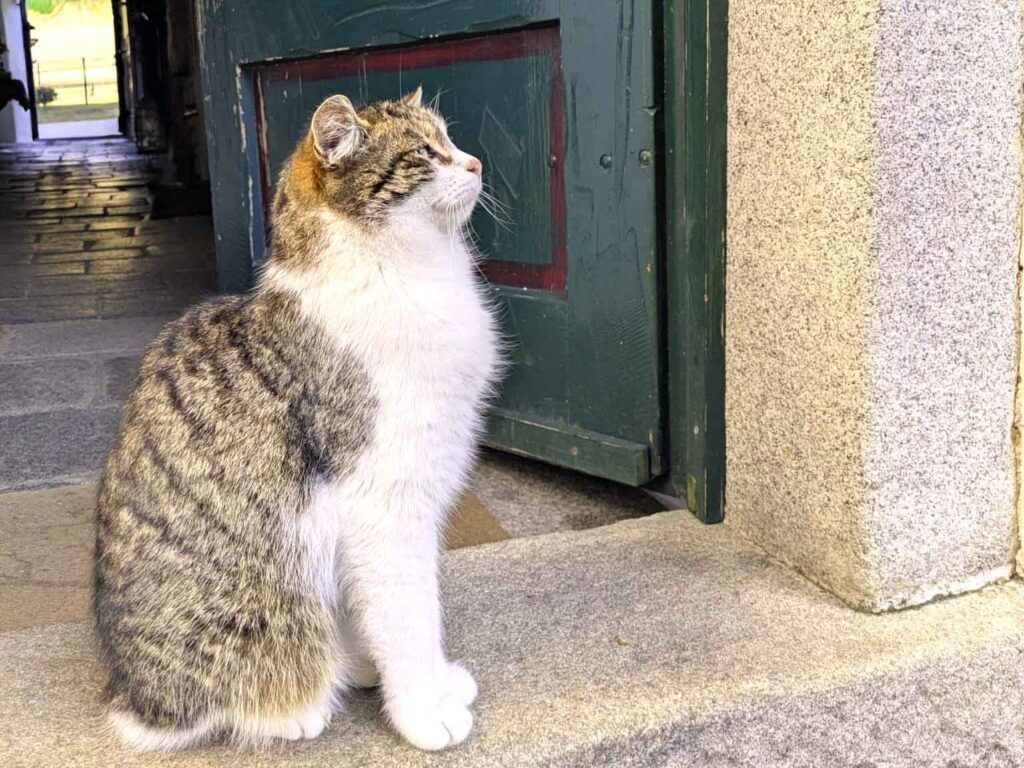 Gruppe von Kaninchen beim Fressen