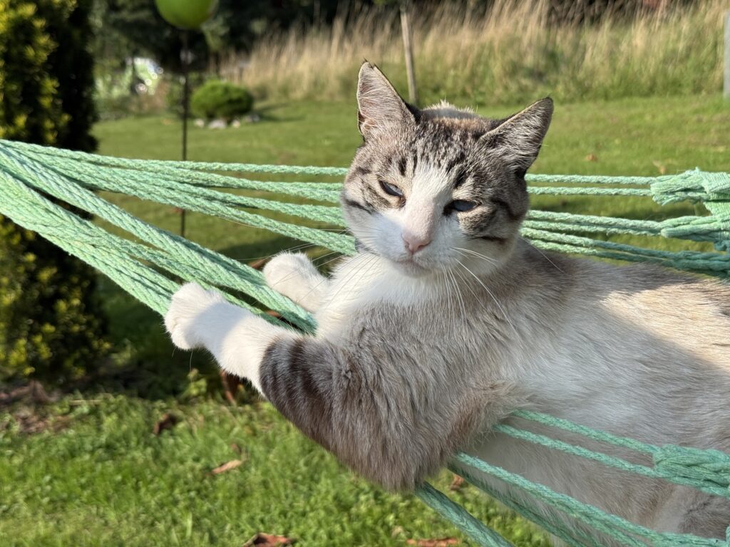Katze entspannt in einer Hängematte