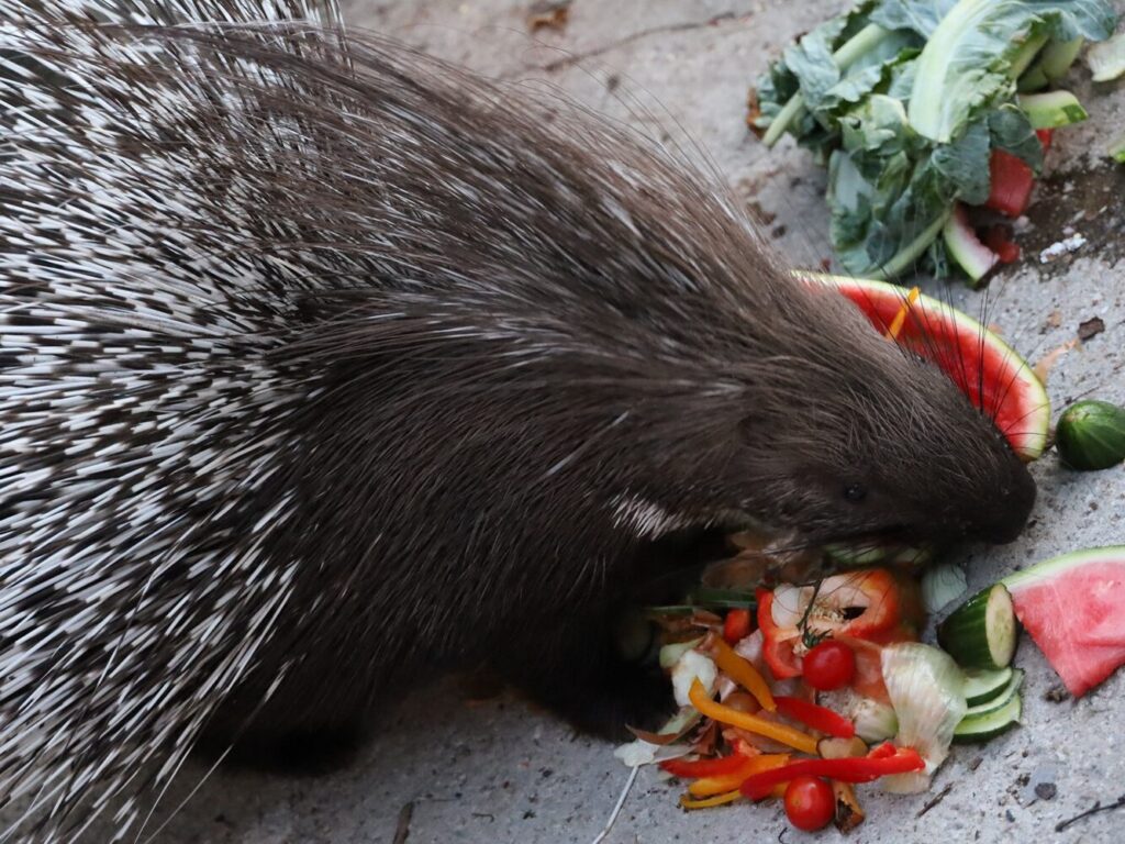Stachelschwein frisst frisches Gemüse