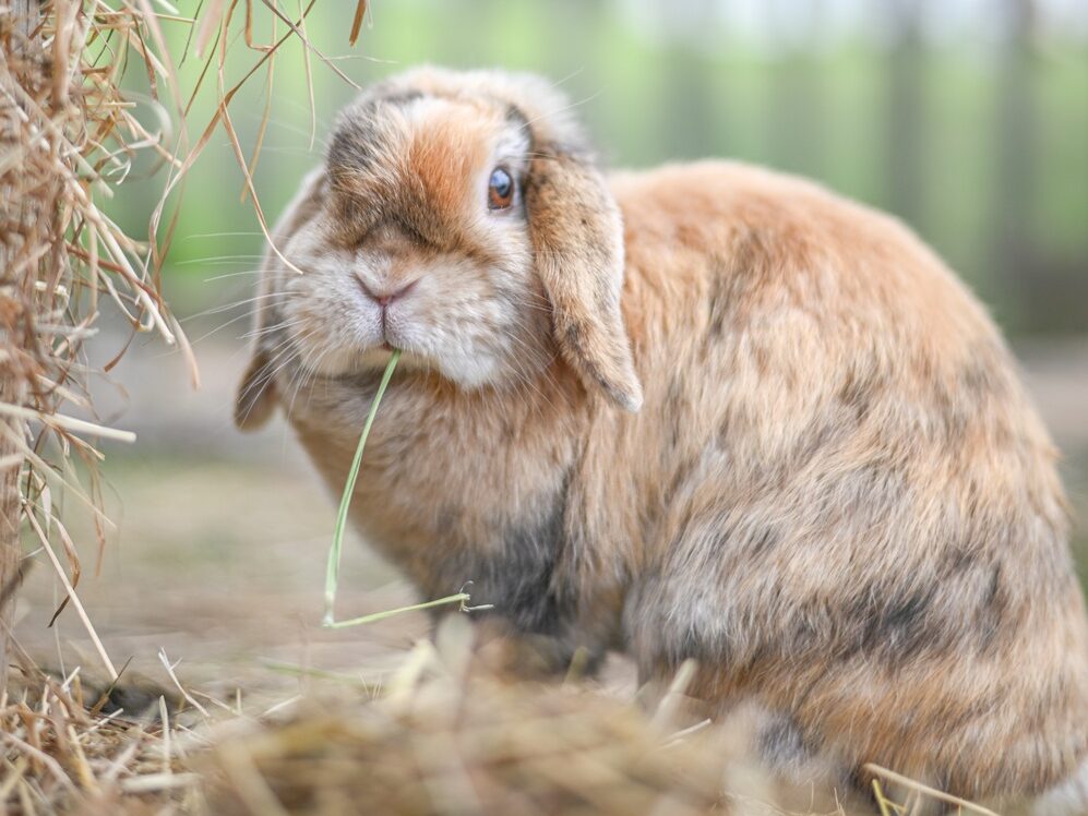 Ein Hase frisst Heu.