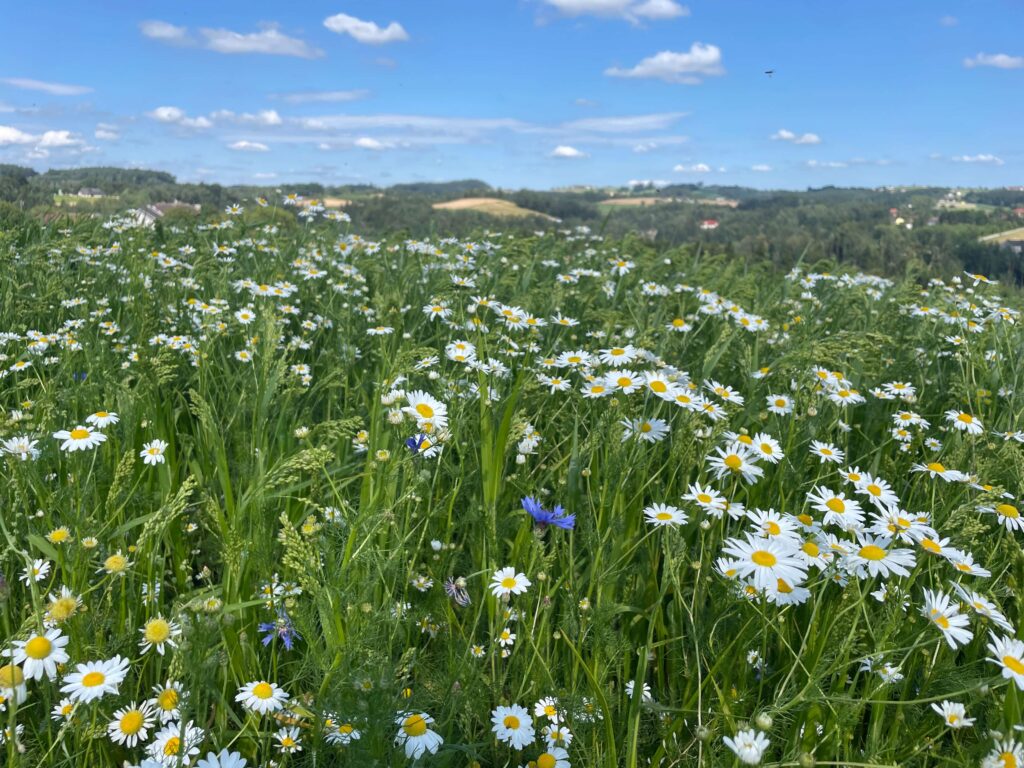 Blühende Wiese unter blauem Himmel