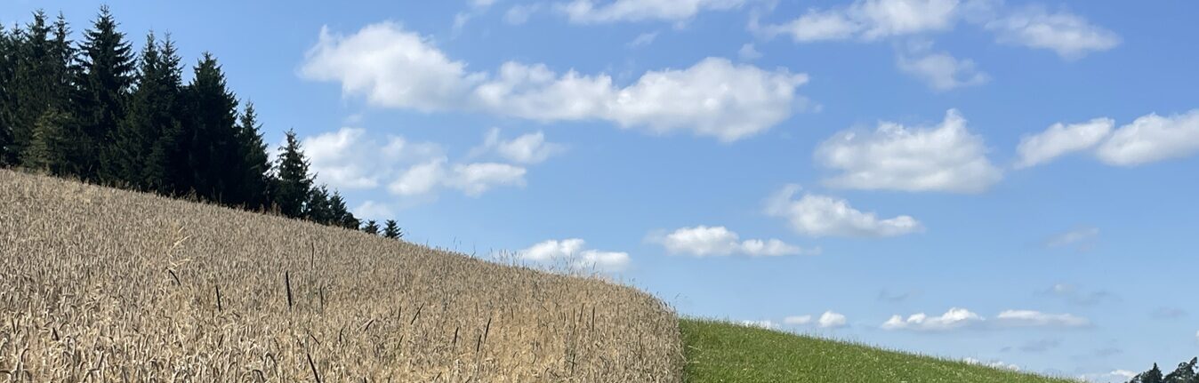 Getreidefeld und grünes Grasland