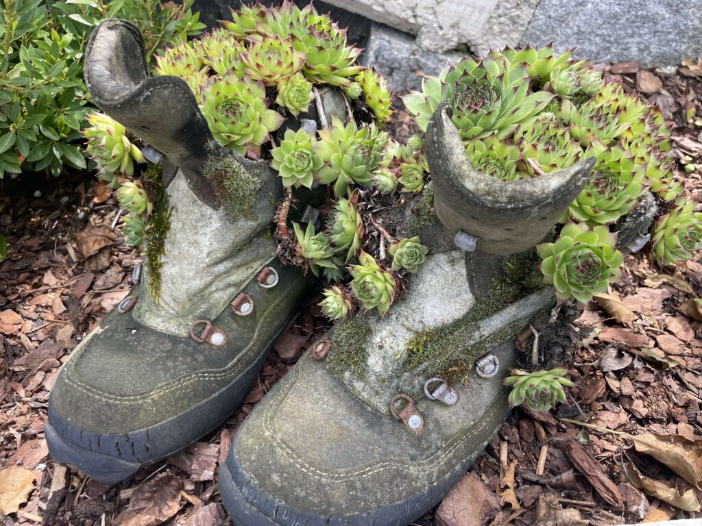 Alte Stiefel mit Pflanzen gefüllt
