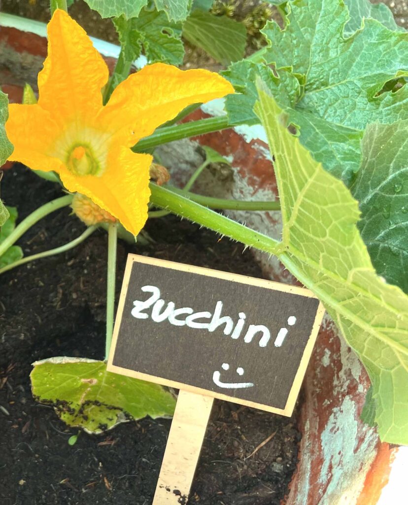 Zucchiniblüte mit Beschilderung.