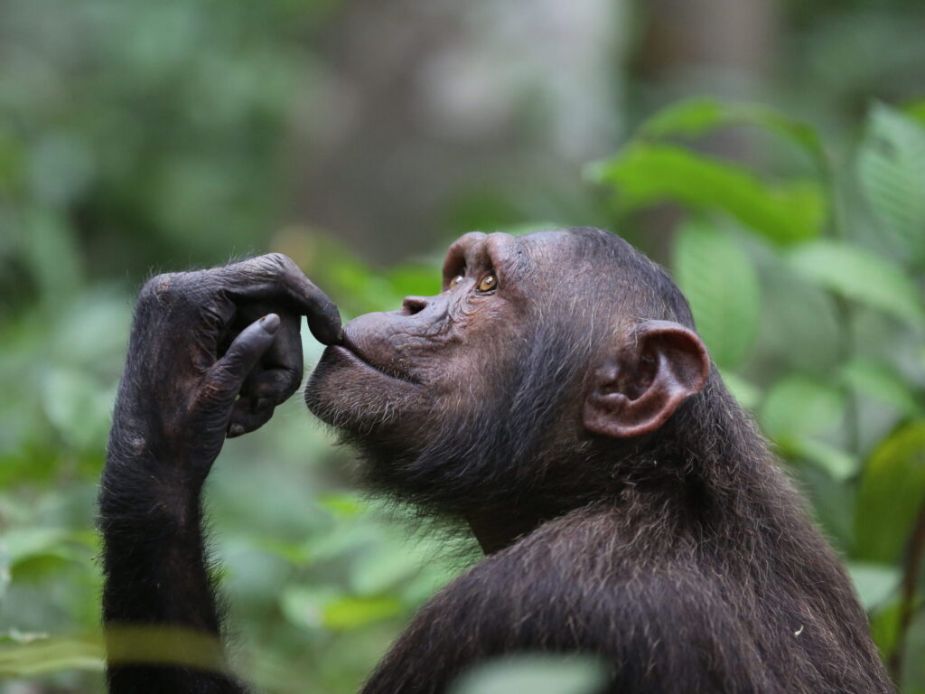 Schimpanse denkt nach im Dschungel