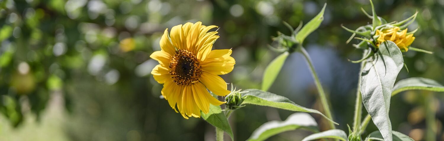 Gelbe Blume mit grünen Blättern