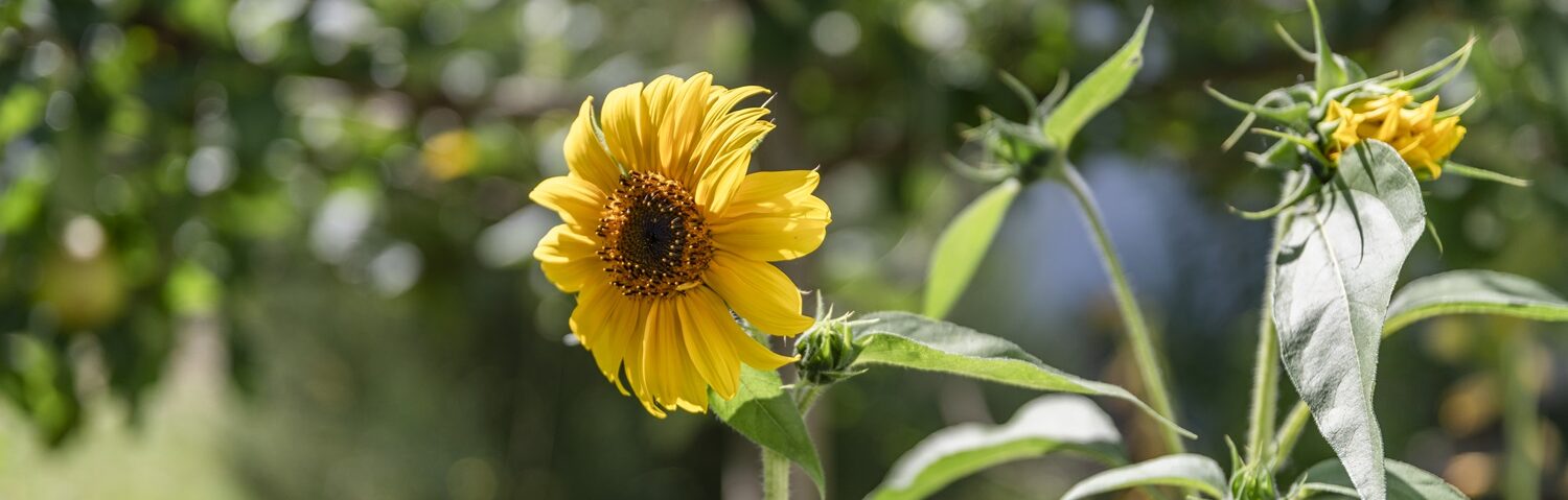 Gelbe Blume mit grünen Blättern