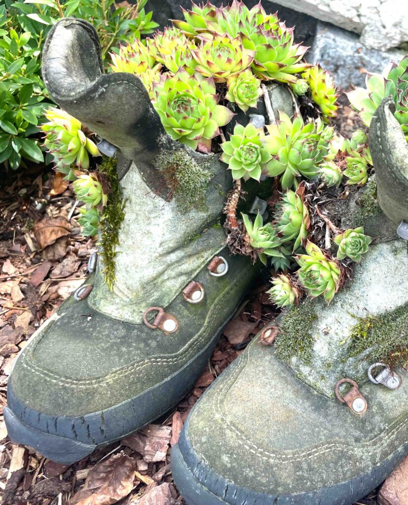 Pflanzen in alten Wanderschuhen