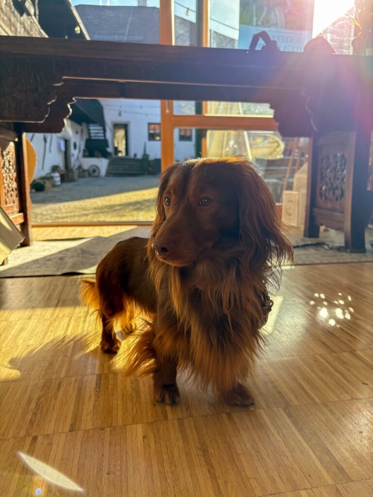dackel im sonnenlicht
