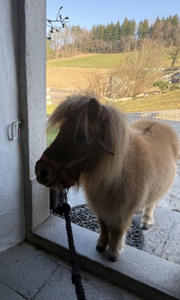 pony im eingang