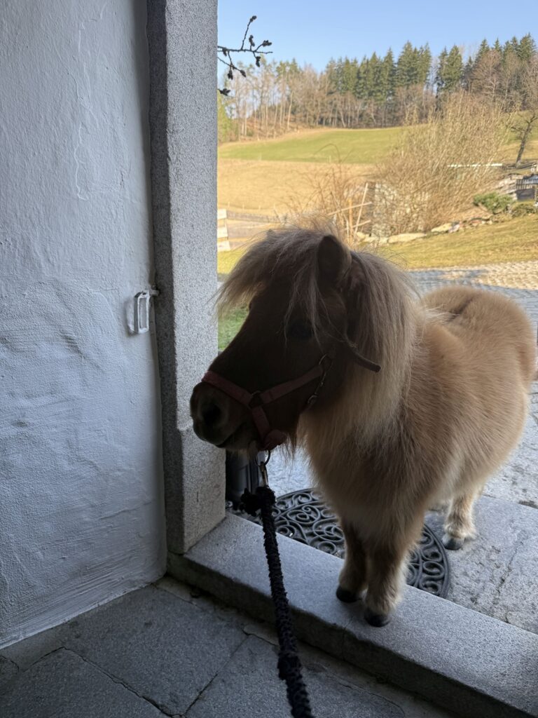 pony im eingang
