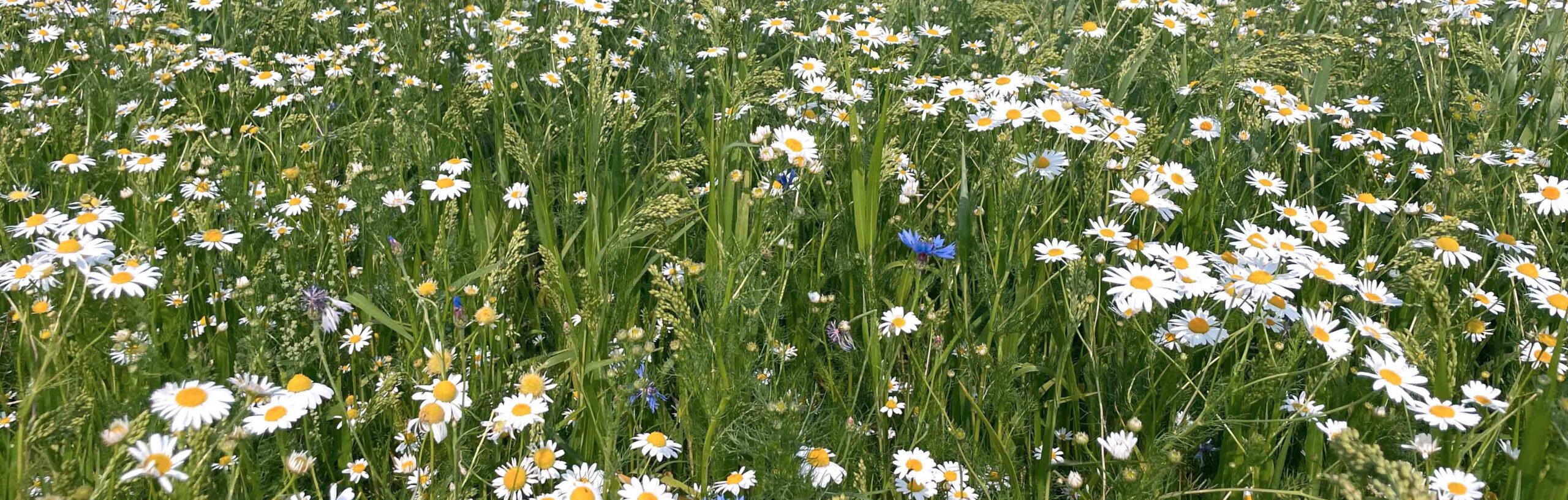 Blühendes Feld mit Gänseblümchen.