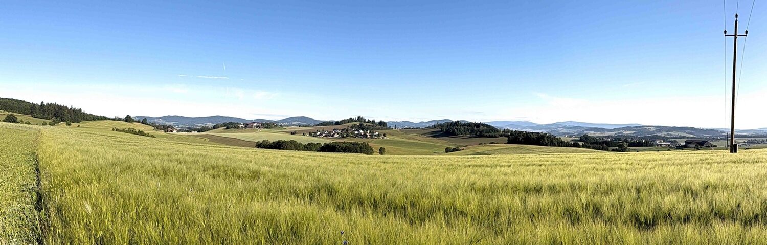 Weites, grünes Feld unter blauem Himmel