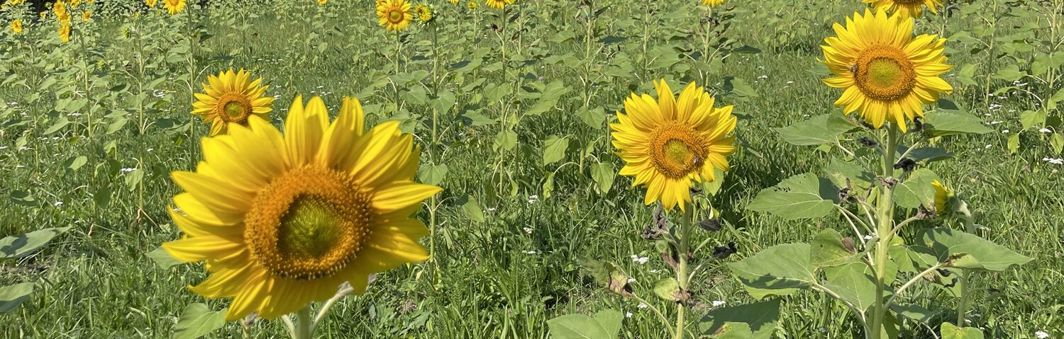 Sonnenblumenfeld unter blauem Himmel
