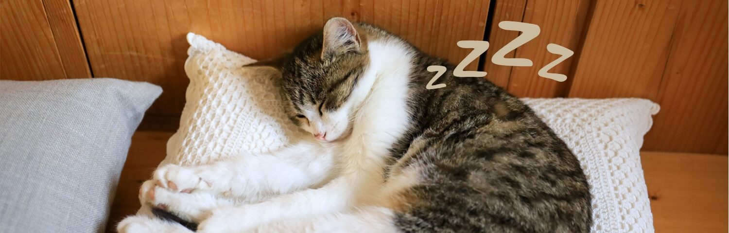 Schlafende Katze auf einem Kissen