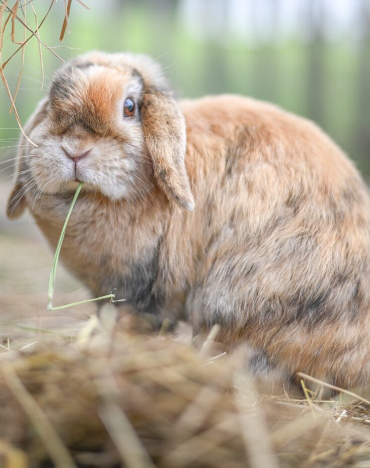 Ein Hase frisst Heu.
