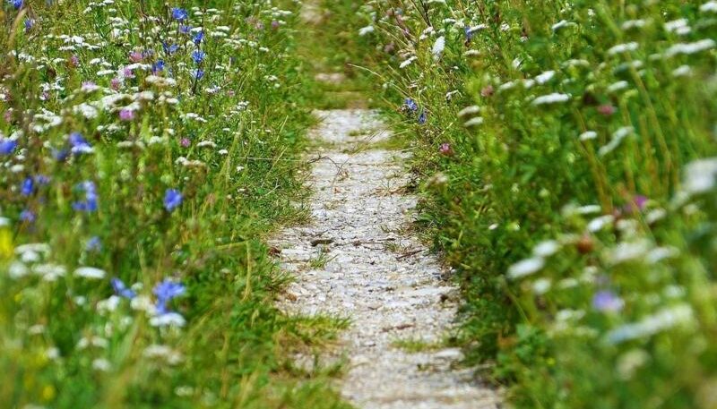 Schmaler Weg zwischen bunten Blumen