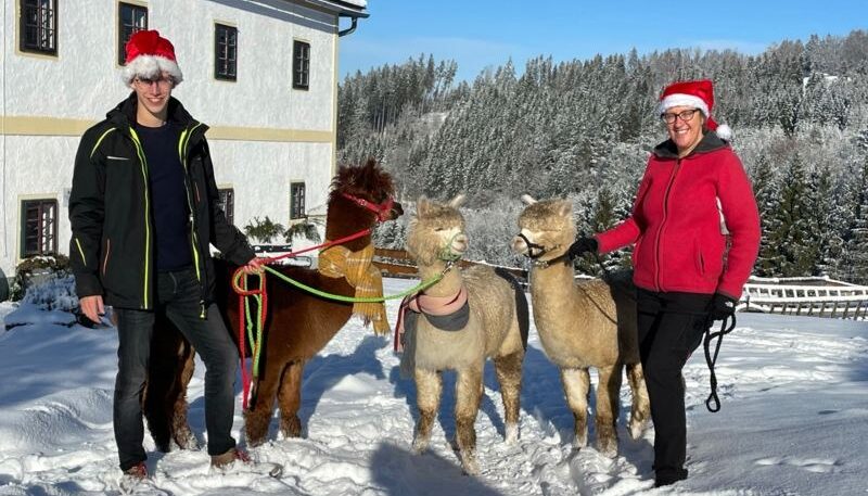 Zwei Personen mit Alpakas im Schnee
