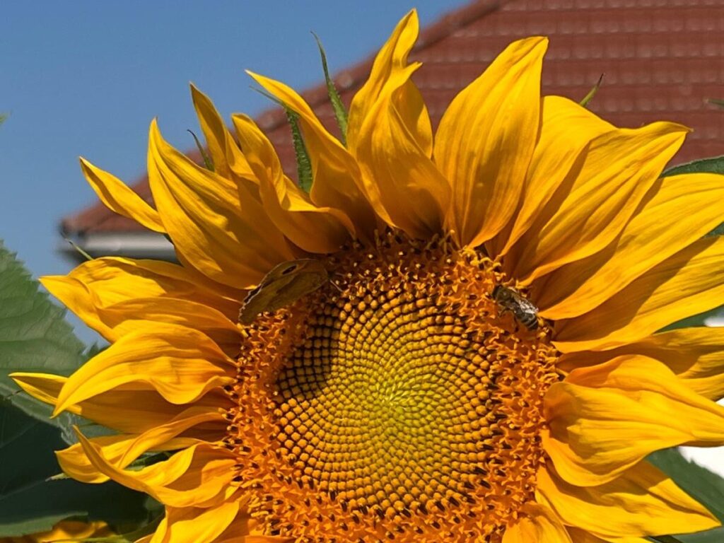 Sonnenblume mit Biene